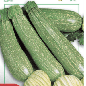 Fresh green zucchinis and a round squash on display.